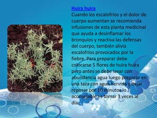 Huira huira
Cuando los escalofríos y el dolor de
cuerpo aumentan se recomienda
infusiones de esta planta medicinal
que ayuda a desinflamar los
bronquios y reactiva las defensas
del cuerpo, también alivia
escalofríos provocados por la
fiebre. Para preparar debe
colocarse 5 flores de huira huira
pero antes se debe lavar con
abundancia agua luego preparar en
una taza con agua hervida y dejar
reposar por 10 minutos lo
aconsejable es tomar 3 veces al
día.
 