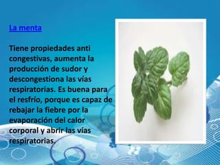 La menta

Tiene propiedades anti
congestivas, aumenta la
producción de sudor y
descongestiona las vías
respiratorias. Es buena para
el resfrío, porque es capaz de
rebajar la fiebre por la
evaporación del calor
corporal y abrir las vías
respiratorias.
 