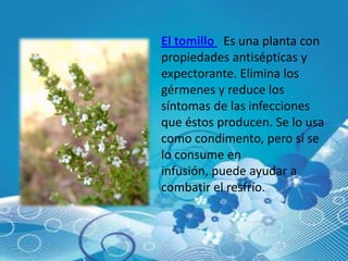 El tomillo Es una planta con
propiedades antisépticas y
expectorante. Elimina los
gérmenes y reduce los
síntomas de las infecciones
que éstos producen. Se lo usa
como condimento, pero si se
lo consume en
infusión, puede ayudar a
combatir el resfrío.
 