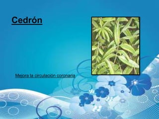 Cedrón




Mejora la circulación coronaria
 