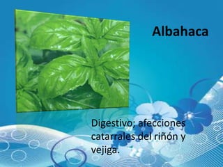 Albahaca




Digestivo; afecciones
catarrales del riñón y
vejiga.
 