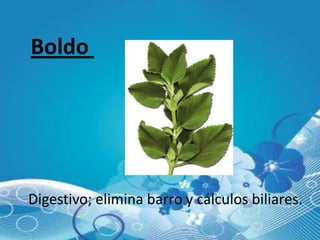 Boldo




Digestivo; elimina barro y cálculos biliares.
 