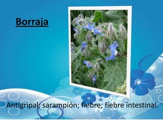 Borraja




Antigripal; sarampión; fiebre; fiebre intestinal.
 