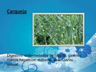 Carqueja




Digestivo; enfermedades de hígado; gastritis;
cólicos hepáticos; diabetes; estimulante
sexual.
 