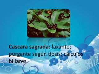 Cascara sagrada: laxante;
purgante según dosis; cálculos
biliares.
 