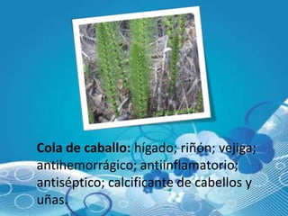 Cola de caballo: hígado; riñón; vejiga;
antihemorrágico; antiinflamatorio;
antiséptico; calcificante de cabellos y
uñas.
 