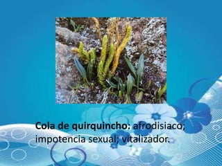 Cola de quirquincho: afrodisiaco;
impotencia sexual; vitalizador.
 