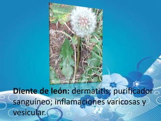 Diente de león: dermatitis; purificador
sanguíneo; inflamaciones varicosas y
vesicular.
 