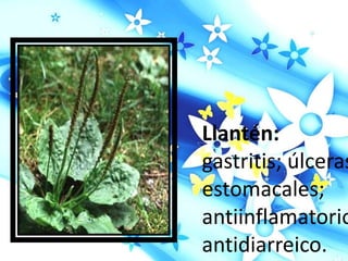 Llantén:
gastritis; úlceras
estomacales;
antiinflamatorio
antidiarreico.
 