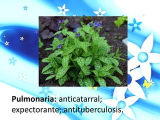 Pulmonaria: anticatarral;
expectorante; antituberculosis.
 
