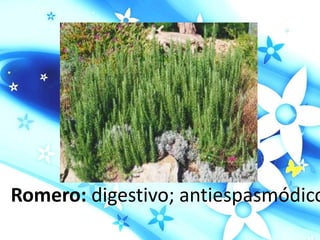Romero: digestivo; antiespasmódico
 