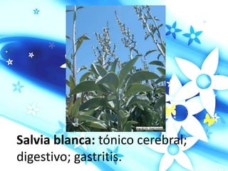 Salvia blanca: tónico cerebral;
digestivo; gastritis.
 