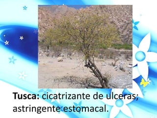 Tusca: cicatrizante de ulceras;
astringente estomacal.
 