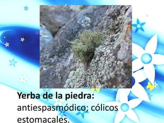 Yerba de la piedra:
antiespasmódico; cólicos
estomacales.
 