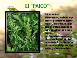 El “PAICO”
        Alivia cólicos
        estomacales, resfríos, esp
        asmos, pulmonías, hemo
        rroides, gastritis, dismen
        orreas, inflamaciones de
        las vías urinarias y sirve
        como
        antitusígeno, purgante,
        diurético, hepatoprotect
        or, antiemético, Antinfla
        matorio, antiséptico, dig
        estivo y antirreumático.
 