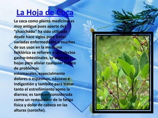 La Hoja de Coca
La coca como planta medicinal es
muy antigua pues aparte del
“chacchado” ha sido utilizada
desde hace siglos para tratar
variadas enfermedades o muchos
de sus usos en la medicina
folklórica se refieren a sus efectos
gastro-intestinales, se usan las
hojas para aliviar cualquier fuente
de problemas
estomacales, especialmente
dolores o espasmos, náuseas e
indigestión y también para tratar
tanto el estreñimiento como la
diarrea; es también considerada
como un restaurador de la fatiga
física y dolor de cabeza en las
alturas (soroche).
 