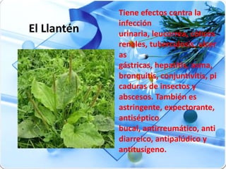 Tiene efectos contra la
                infección
El Llantén      urinaria, leucorrea, cólicos
                renales, tuberculosis, ulcer
                as
                gástricas, hepatitis, asma,
   El Llantén
                bronquitis, conjuntivitis, pi
                 Tiene efectos contra la infección
                 urinaria, leucorrea, cólicos renales,

                cadurasbronquitis,  de insectos y
                 tuberculosis, ulceras gástricas,
                 hepatitis, asma,

                abscesos. astringente, y es
                                         También
                 conjuntivitis, picaduras de insectos
                 abscesos. También es

                astringente, expectorante,
                 expectorante, antiséptico bucal,
                 antirreumático, anti diarreico,

                antiséptico
                 antipalúdico y antitusígeno.


                bucal, antirreumático, anti
                diarreico, antipalúdico y
                antitusígeno.
 