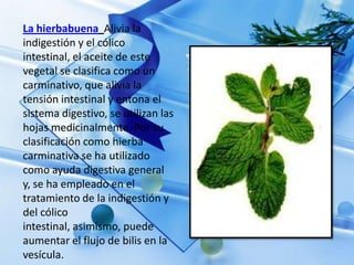 La hierbabuena Alivia la
indigestión y el cólico
intestinal, el aceite de este
vegetal se clasifica como un
carminativo, que alivia la
tensión intestinal y entona el
sistema digestivo, se utilizan las
hojas medicinalmente. Por su
clasificación como hierba
carminativa se ha utilizado
como ayuda digestiva general
y, se ha empleado en el
tratamiento de la indigestión y
del cólico
intestinal, asimismo, puede
aumentar el flujo de bilis en la
vesícula.
 