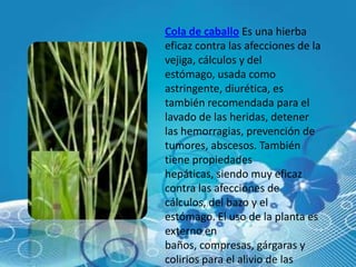 Cola de caballo Es una hierba
eficaz contra las afecciones de la
vejiga, cálculos y del
estómago, usada como
astringente, diurética, es
también recomendada para el
lavado de las heridas, detener
las hemorragias, prevención de
tumores, abscesos. También
tiene propiedades
hepáticas, siendo muy eficaz
contra las afecciones de
cálculos, del bazo y el
estómago. El uso de la planta es
externo en
baños, compresas, gárgaras y
colirios para el alivio de las
 