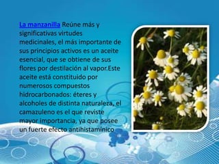 La manzanilla Reúne más y
significativas virtudes
medicinales, el más importante de
sus principios activos es un aceite
esencial, que se obtiene de sus
flores por destilación al vapor.Este
aceite está constituido por
numerosos compuestos
hidrocarbonados: éteres y
alcoholes de distinta naturaleza, el
camazuleno es el que reviste
mayor importancia, ya que posee
un fuerte efecto antihistamínico
 