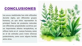 CONCLUSIONES
Las plantas medicinales han sido utilizadas
durante siglos, por diferentes grupos
humanos, ya que éstas representan la
principal fuente de productos naturales
con diferentes propiedades curativas por
sus importantes efectos terapéuticos, se
utilizan tanto en el cuerpo humano, como
en el de animales para tratar diversos
padecimiento, como curar alguna herida
entre otros.
11
 