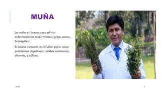 MUÑA
La muña es bueno para aliviar
enfermedades respiratorias( gripe, asma,
bronquites)
Es bueno consumir en infusión para sanar
problemas digestivos ( acidez estomacal,
diarrea, y cólicos.
1/10/2024 9
 