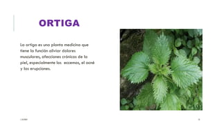 ORTIGA
La ortiga es una planta medicina que
tiene la función aliviar dolores
musculares, afecciones crónicas de la
piel, especialmente los eccemas, el acné
y las erupciones.
1/10/2024 10
 