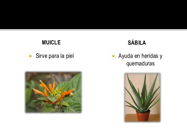 Plantas Medicinales Mas Comunes