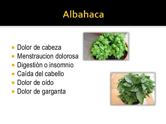 El aceite de oliva y el crecimiento de los cabello