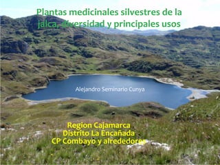 Plantas medicinales silvestres de la
jalca, diversidad y principales usos




         Alejandro Seminario Cunya




       Region Cajamarca
      Distrito La Encañada
   CP Combayo y alrededores
 