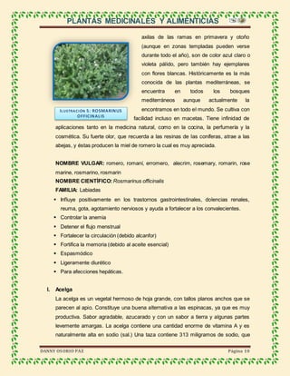 PLANTAS MEDICINALES Y ALIMENTICIAS
DANNY OSORIO PAZ Página 10
axilas de las ramas en primavera y otoño
(aunque en zonas templadas pueden verse
durante todo el año), son de color azul claro o
violeta pálido, pero también hay ejemplares
con flores blancas. Históricamente es la más
conocida de las plantas mediterráneas, se
encuentra en todos los bosques
mediterráneos aunque actualmente la
encontramos en todo el mundo. Se cultiva con
facilidad incluso en macetas. Tiene infinidad de
aplicaciones tanto en la medicina natural, como en la cocina, la perfumería y la
cosmética. Su fuerte olor, que recuerda a las resinas de las coníferas, atrae a las
abejas, y éstas producen la miel de romero la cual es muy apreciada.
NOMBRE VULGAR: romero, romaní, erromero, alecrim, rosemary, romarin, rose
marine, rosmarino, rosmarin
NOMBRE CIENTÍFICO: Rosmarinus officinalis
FAMILIA: Labiadas
 Influye positivamente en los trastornos gastrointestinales, dolencias renales,
reuma, gota, agotamiento nerviosos y ayuda a fortalecer a los convalecientes.
 Controlar la anemia
 Detener el flujo menstrual
 Fortalecer la circulación (debido alcanfor)
 Fortifica la memoria (debido al aceite esencial)
 Espasmódico
 Ligeramente diurético
 Para afecciones hepáticas.
I. Acelga
La acelga es un vegetal hermoso de hoja grande, con tallos planos anchos que se
parecen al apio. Constituye una buena alternativa a las espinacas, ya que es muy
productiva. Sabor agradable, azucarado y con un sabor a tierra y algunas partes
levemente amargas. La acelga contiene una cantidad enorme de vitamina A y es
naturalmente alta en sodio (sal.) Una taza contiene 313 miligramos de sodio, que
ILUSTRACIÓN 5: ROSMARINUS
OFFICINALIS
 