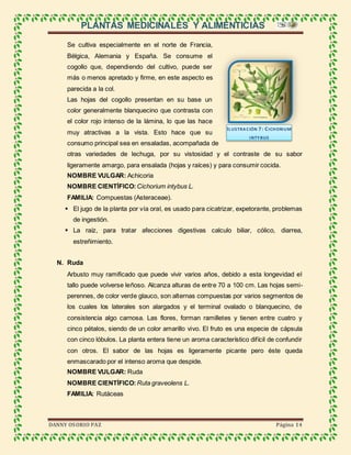 PLANTAS MEDICINALES Y ALIMENTICIAS
DANNY OSORIO PAZ Página 14
Se cultiva especialmente en el norte de Francia,
Bélgica, Alemania y España. Se consume el
cogollo que, dependiendo del cultivo, puede ser
más o menos apretado y firme, en este aspecto es
parecida a la col.
Las hojas del cogollo presentan en su base un
color generalmente blanquecino que contrasta con
el color rojo intenso de la lámina, lo que las hace
muy atractivas a la vista. Esto hace que su
consumo principal sea en ensaladas, acompañada de
otras variedades de lechuga, por su vistosidad y el contraste de su sabor
ligeramente amargo, para ensalada (hojas y raíces) y para consumir cocida.
NOMBRE VULGAR: Achicoria
NOMBRE CIENTÍFICO: Cichorium intybus L.
FAMILIA: Compuestas (Asteraceae).
 El jugo de la planta por vía oral, es usado para cicatrizar, expetorante, problemas
de ingestión.
 La raíz, para tratar afecciones digestivas calculo biliar, cólico, diarrea,
estreñimiento.
N. Ruda
Arbusto muy ramificado que puede vivir varios años, debido a esta longevidad el
tallo puede volverse leñoso. Alcanza alturas de entre 70 a 100 cm. Las hojas semi-
perennes, de color verde glauco, son alternas compuestas por varios segmentos de
los cuales los laterales son alargados y el terminal ovalado o blanquecino, de
consistencia algo carnosa. Las flores, forman ramilletes y tienen entre cuatro y
cinco pétalos, siendo de un color amarillo vivo. El fruto es una especie de cápsula
con cinco lóbulos. La planta entera tiene un aroma característico difícil de confundir
con otros. El sabor de las hojas es ligeramente picante pero éste queda
enmascarado por el intenso aroma que despide.
NOMBRE VULGAR: Ruda
NOMBRE CIENTÍFICO: Ruta graveolens L.
FAMILIA: Rutáceas
ILUSTRACIÓN 7: CICHORIUM
INTYBUS
 