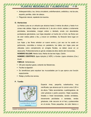 PLANTAS MEDICINALES Y ALIMENTICIAS
DANNY OSORIO PAZ Página 15
 Antiespasmódico, tos, tónico circulatorio, antiinflamatorio, antibiótico, mal de aire,
espanto, perrillas, dolor de cabeza.
 Plaguicida natural, repelente de insectos.
O. Hierba luisa
La Hierba Luisa es un arbusto que alcanza hasta 2 metros de altura y hasta 4 en
zonas más cálidas. Hojas en verticilos de 3, de olor a limón, sésiles o cortamente
pecioladas, lanceoladas, margen entero o dentado, envés con abundantes
punteaduras glandulares, sus hojas despiden un fuerte olor a limón, las flores son
de color violeta pálido o lila, y crecen en ramilletes. Su floración tiene lugar en
verano.
Las hojas y las flores exhalan un suave aroma y por eso se ha usado en
perfumería, cosmética e incluso en pastelería, los tallos con hojas para ser
utilizadas como complemento en arreglos florales, se deben secar en un
desecante. Preferentemente en gel de cristales de sílice dentro del microondas.
NOMBRE VULGAR: Hierba luisa, Hierba de las tres hojas, Cidrón.
NOMBRE CIENTÍFICO: lippia triphylla (L´HÉR.) o Kuntze. Lippia citriodora (Cav.)
Kunth
FAMILIA: Verbenáceas.
 Útil para expulsar gases, evitando las flatulencias.
 Facilita la digestión
 Es beneficiosa para expulsar las mucosidades por lo que ejerce una función
expectorante.
 Relaja y tonifica los nervios.
P. Tomillo
Especie vivaz, pequeña, subarbustiva, muy
ramificada, que alcanza por lo común unos 0,30 m
de altura. Tallos ascendentes, cuadrángulares, de
color grisáceo o pardo purpúreo. Hojas opuestas,
lineales o lineal lanceoladas, bordes arrollados,
brevemente pecioladas o sentadas, verdes
grisáceos, más oscuros en el haz y pubescentes
en el envés. Flores pequeñas, de color blanco o
ILUSTRACIÓN 8: THYMUS
VULGARIS
 