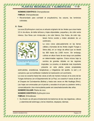 PLANTAS MEDICINALES Y ALIMENTICIAS
DANNY OSORIO PAZ Página 18
NOMBRE CIENTÍFICO:Chenopodiaceae
FAMILIA: Chenopodiaceae
 Recomendado para combatir el anquilostoma, los oxiuros, las lombrices
coloradas.
U. Coca
La coca (Erythroxylum coca) es un arbusto originario de los Andes que crece hasta
2,5 m de altura, de tallos leñosos y hojas elipsoidales, pequeñas y de color verde
intenso. Sus flores son minúsculas y de color blanco. Sus frutos, de color rojo,
tienen forma ovoide y miden alrededor de un
centímetro.
La coca crece adecuadamente en las tierras
cálidas y húmedas de los Andes (región Yungas o
Selva alta), en un rango de altitud que va desde
los 800 hasta los 2.000 msnm. Sin embargo,
cultivos en altura fuera de ese rango son posibles
en determinadas regiones. Crece incluso bajo la
sombra de grandes árboles en las regiones
tropicales. La cocaína, el alcaloide más importante
presente en esta planta, posee propiedades
estimulantes, anestésicas, terapéuticas y mitigadoras del apetito, la sed y el
cansancio, que se manifiestan mediante la masticación o el cocimiento.
La coca se cosecha hasta tres veces al año de manera manual, en la zona de los
Yungas bolivianos (en el Departamento de La Paz); se cosecha 4 veces al año en
el Chapare de Cochabamba (Bolivia) y hasta seis veces en Alto Huallaga (Perú).
Las hojas son arrancadas por el peciolo y secadas al sol para su posterior venta y
comercialización. Una misma planta puede ser cosechada durante diez años.
NOMBRE VULGAR: Planta de coca
NOMBRE CIENTÍFICO: Erythoxylon coca
FAMILIA: Eritroxiláceas
 Su infusión es útil para el tratamiento de trastornos de las vías digestivas, cólicos
y calambres del estómago y de los intestinos, dispepsia, diarreas.
ILUSTRACIÓN 10: ERYTHOXYLON
COCA
 