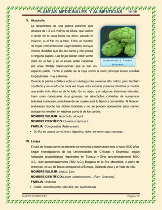 PLANTAS MEDICINALES Y ALIMENTICIAS
DANNY OSORIO PAZ Página 19
V. Alcachofa
La alcachofera es una planta perenne que
alcanza de 1,4 a 2 metros de altura, que vuelve
a brotar de la cepa todos los años, pasado el
invierno, si el frío no la heló. Echa un rosetón
de hojas profundamente segmentadas aunque
menos divididas que las del cardo y con pocas
o ninguna espina. Las hojas tienen color verde
claro en el haz y en el envés están cubiertas
por unas fibrillas blanquecinas que le dan un
aspecto pálido. Tanto el rabillo de la hoja como la vena principal tienen costillas
longitudinales muy salientes.
Cuando la planta entallece echa un vástago más o menos alto, rollizo, pero también
costilludo y asurcado con cada vez hojas más escasas y menos divididas a medida
que estén más altas en dicho tallo. En su apex, y en algunas divisiones laterales,
traen unas cabezuelas muy gruesas, las alcachofas, cubiertas de numerosas
brácteas coriáceas, en la base de las cuales está lo tierno y comestible. Al florecer,
endurecen mucho las dichas brácteas y no se pueden aprovechar para comer,
aunque no rematen en espinas como la de los cardos.
NOMBRE VULGAR: Alcachofa, alcaucil
NOMBRE CIENTÍFICO: Cynara scolymus L.
FAMILIA: Compuestas (Asteraceae).
 Su flor es usada como tónico digestivo, dolor del estómago, nauseas.
W. Linaza
El uso de linaza como un alimento se remonta aproximadamente a hace 9000 años
según investigadores de las Universidades de Chicago y Estambul, según
hallazgos arqueológicos registrados en Turquía y Siria aproximadamente 8000
A.C., Irán aproximadamente 7500 A.C.y Bulgaria en la Era Mesolitica. A partir de
entonces, el uso de linaza se esparció a Europa, Oeste de Asia y el Valle de Nilo.
NOMBRE VULGAR: Linaza, Lino
NOMBRE CIENTÍFICO: Linum usitatissimum L. [Fam. Linaceae]
FAMILIA: Lináceas
 Colitis, estreñimiento, cálculos, tos, quemaduras.
ILUSTRACIÓN 11: CYNARA
SCOLYMUS
 