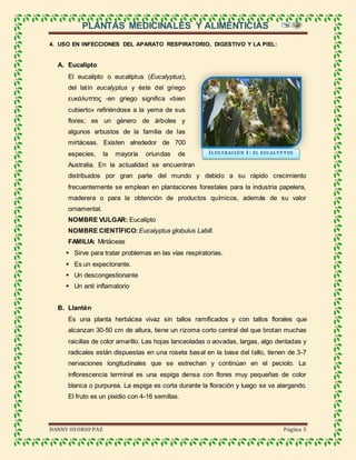 PLANTAS MEDICINALES Y ALIMENTICIAS
DANNY OSORIO PAZ Página 5
4. USO EN INFECCIONES DEL APARATO RESPIRATORIO, DIGESTIVO Y LA PIEL:
A. Eucalipto
El eucalipto o eucaliptus (Eucalyptus),
del latín eucalyptus y éste del griego
ευκάλυπτος -en griego significa «bien
cubierto» refiriéndose a la yema de sus
flores; es un género de árboles y
algunos arbustos de la familia de las
mirtáceas. Existen alrededor de 700
especies, la mayoría oriundas de
Australia. En la actualidad se encuentran
distribuidos por gran parte del mundo y debido a su rápido crecimiento
frecuentemente se emplean en plantaciones forestales para la industria papelera,
maderera o para la obtención de productos químicos, además de su valor
ornamental.
NOMBRE VULGAR: Eucalipto
NOMBRE CIENTÍFICO: Eucalyptus globulus Labill.
FAMILIA: Mirtáceas
 Sirve para tratar problemas en las vías respiratorias.
 Es un expectorante.
 Un descongestionante
 Un anti inflamatorio
B. Llantén
Es una planta herbácea vivaz sin tallos ramificados y con tallos florales que
alcanzan 30-50 cm de altura, tiene un rizoma corto central del que brotan muchas
raicillas de color amarillo. Las hojas lanceoladas o aovadas, largas, algo dentadas y
radicales están dispuestas en una roseta basal en la base del tallo, tienen de 3-7
nervaciones longitudinales que se estrechan y continúan en el peciolo. La
inflorescencia terminal es una espiga densa con flores muy pequeñas de color
blanca o purpurea. La espiga es corta durante la floración y luego se va alargando.
El fruto es un pixidio con 4-16 semillas.
ILUSTRACIÓN 1: EL EUCALYPTUS
 
