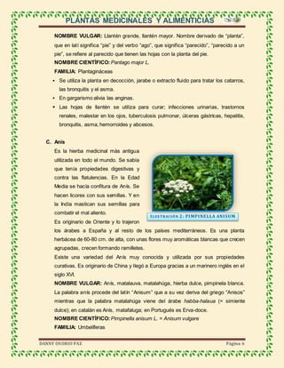 PLANTAS MEDICINALES Y ALIMENTICIAS
DANNY OSORIO PAZ Página 6
NOMBRE VULGAR: Llantén grande, llantén mayor. Nombre derivado de “planta”,
que en latí significa “pie” y del verbo “ago”, que significa “parecido”, “parecido a un
pie”, se refiere al parecido que tienen las hojas con la planta del pie.
NOMBRE CIENTÍFICO: Pantago major L.
FAMILIA: Plantagináceas
 Se utiliza la planta en decocción, jarabe o extracto fluido para tratar los catarros,
las bronquitis y el asma.
 En gargarismo alivia las anginas.
 Las hojas de llantén se utiliza para curar; infecciones urinarias, trastornos
renales, malestar en los ojos, tuberculosis pulmonar, úlceras gástricas, hepatitis,
bronquitis, asma, hemorroides y abcesos.
C. Anís
Es la hierba medicinal más antigua
utilizada en todo el mundo. Se sabía
que tenía propiedades digestivas y
contra las flatulencias. En la Edad
Media se hacía confitura de Anís. Se
hacen licores con sus semillas. Y en
la India mastican sus semillas para
combatir el mal aliento.
Es originario de Oriente y lo trajeron
los árabes a España y al resto de los países mediterráneos. Es una planta
herbácea de 60-80 cm. de alta, con unas flores muy aromáticas blancas que crecen
agrupadas, crecen formando ramilletes.
Existe una variedad del Anís muy conocida y utilizada por sus propiedades
curativas. Es originario de China y llegó a Europa gracias a un marinero inglés en el
siglo XVI.
NOMBRE VULGAR: Anís, matalauva, matalahúga, hierba dulce, pimpinela blanca.
La palabra anís procede del latín “Anisum” que a su vez deriva del griego “Anisos”
mientras que la palabra matalahúga viene del árabe habba-halaua (= simiente
dulce); en catalán es Anís, matafaluga; en Portugués es Erva-doce.
NOMBRE CIENTÍFICO: Pimpinella anisum L. = Anisum vulgare
FAMILIA: Umbelíferas
ILUSTRACIÓN 2: PIMPINELLA ANISUM
 