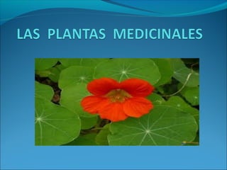 Plantas medicinales 2