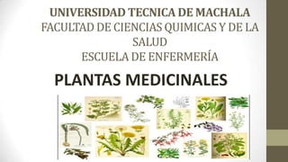 UNIVERSIDAD TECNICA DE MACHALA
FACULTAD DE CIENCIAS QUIMICAS Y DE LA
SALUD
ESCUELA DE ENFERMERÍA

PLANTAS MEDICINALES

 