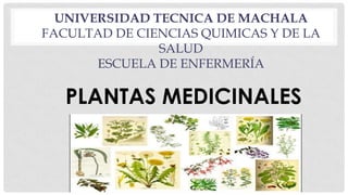 UNIVERSIDAD TECNICA DE MACHALA
FACULTAD DE CIENCIAS QUIMICAS Y DE LA
SALUD
ESCUELA DE ENFERMERÍA

PLANTAS MEDICINALES

 