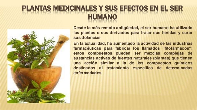 Plantas Medicinales Y Sus Efectos En El Ser Humano