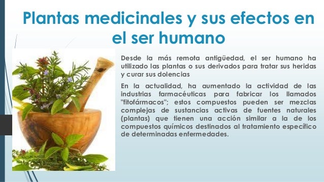 Plantas medicinales y sus efectos en el ser power Plantas medicinales y sus efectos en el ser power