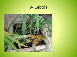 9- Cebola 
 