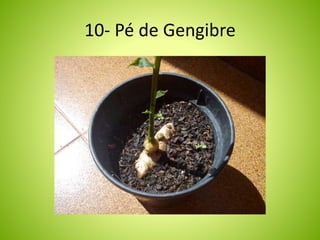 10- Pé de Gengibre 
 