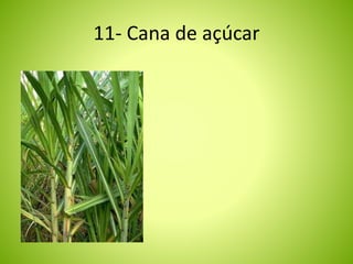 11- Cana de açúcar 
 