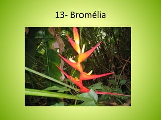 13- Bromélia 
 