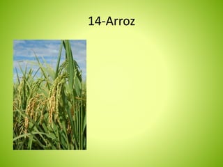 14-Arroz 
 