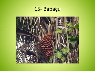15- Babaçu 
 