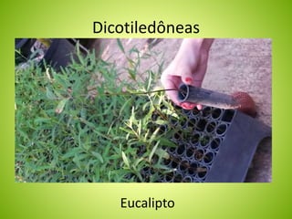 Dicotiledôneas 
Eucalipto 
 