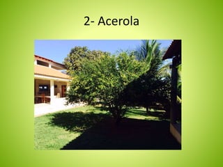2- Acerola 
 